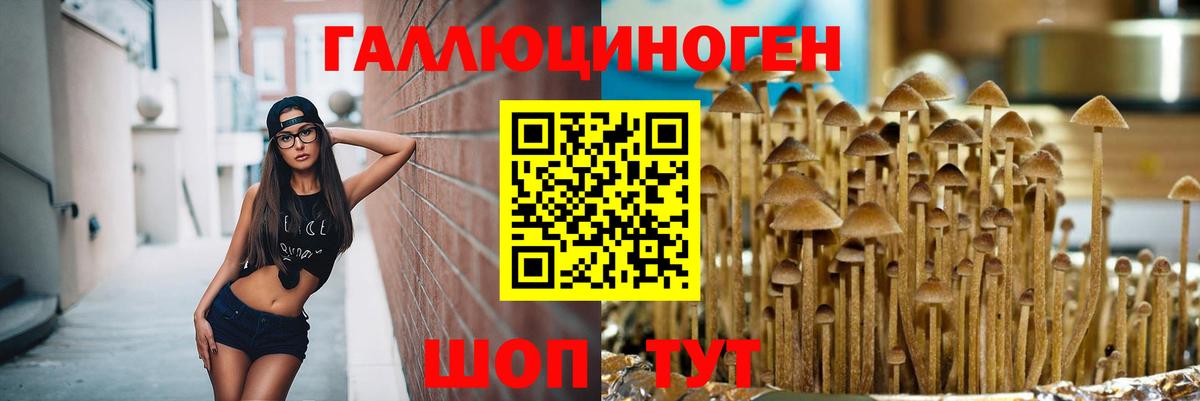 Галлюциногенные грибы Psilocybine cubensis Реутов